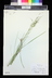 Glyceria striata - Fowl Manna Grass