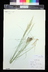 Nassella viridula - Green Needlegrass Feather Bunchgrass
