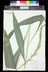 Setaria palmifolia - Palm Grass Bristle Grass