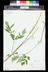 Actaea racemosa - Black Snakeroot Black Cohosh
