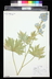 Delphinium elatum - Candle Delphinium Perennial Larkspur