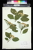 Sorbus x latifolia