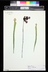 Sarracenia rubra - Sweet Pitcher Plant