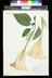 Brugmansia suaveolens - Angel's Trumpet