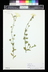 Petunia axillaris - Large White Petunia