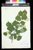 Tilia cordata - Little Leaf Linden Small Leaved Lime