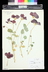 Tropaeolum majus - Garden Nasturtium Nasturtium Indian Cress