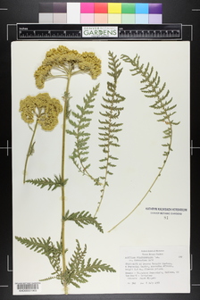 title image