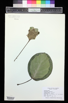 title image