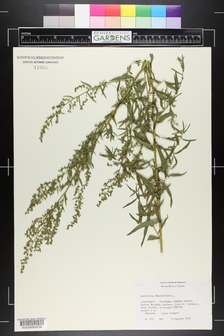title image
