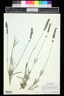 title image