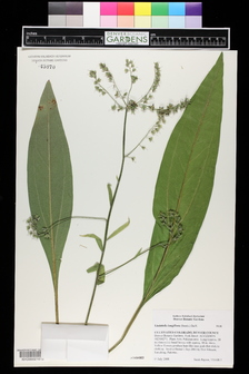 title image