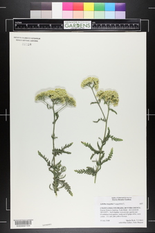 title image