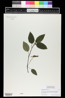 title image