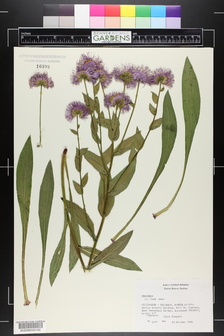 title image