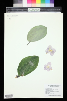 title image