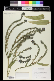 title image