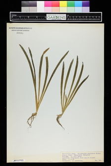 title image
