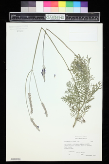 title image