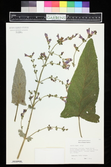 title image