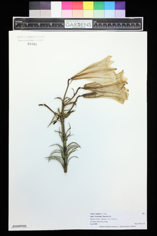 title image