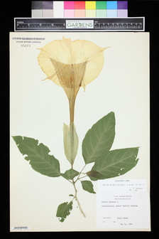 title image