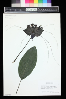 title image