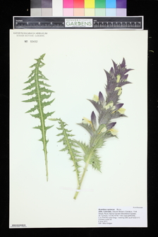Title Image