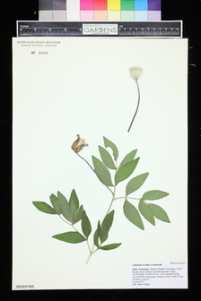 title image