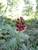 Actaea rubra - Red Baneberry Snakeberry