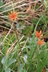 Agoseris aurantiaca - Orange Agoseris Mountain Agoseris