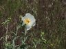 Argemone polyanthemos - Prickly Poppy Crested Prickly Poppy Plains Prickly Poppy