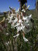 Astragalus osterhoutii - Osterhout's Milkvetch Kremmling Milkvetch