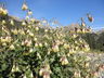 Brickellia grandiflora - Tasselflower Brickellbush