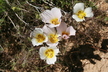 Calochortus nuttallii - Sego Lily