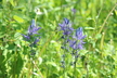 Camassia cusickii - Camass Quamash Cusick's Camass Wild Hyacinth