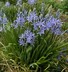 Camassia quamash - Common Camass Bear's Grass Wild Hyacinth Small Camass