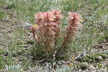 Castilleja sessiliflora - Downy Paintbrush Great Plains Paintbrush