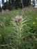 Cirsium scariosum - Meadow Thistle Colorado Thistle