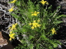 Cymopterus hendersonii - Mountain Rock Parsley Henderson's Wavewing