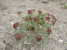 Cymopterus planosus - Rocky Mountain Spring Parsley