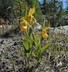 Cypripedium parviflorum - Small Yellow Lady's Slipper Lesser Yellow Lady's Slipper