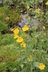 Erythranthe guttata - Common Monkeyflower Seep Monkeyflower