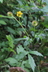 Geum macrophyllum - Yellow Avens Largeleaf Avens