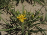 Gutierrezia sarothrae - Snakeweed Broom Snakeweed Matchbrush Yerba De La Vibora Kindlingweed