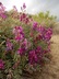 Hedysarum boreale - Northern Sweet Vetch Utah Sweet Vetch Boreal Sweet Vetch