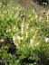 Hedysarum sulphurescens - Yellow Sweetvetch White Sweetvetch