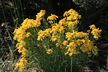 Helenium autumnale - Sneezeweed Common Sneezeweed