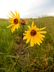 Helianthus nuttallii - Common Sunflower Nuttall's Sunflower