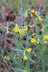 Lithospermum multiflorum - Many-Flowered Stoneseed Purple Gromwell Puccoon